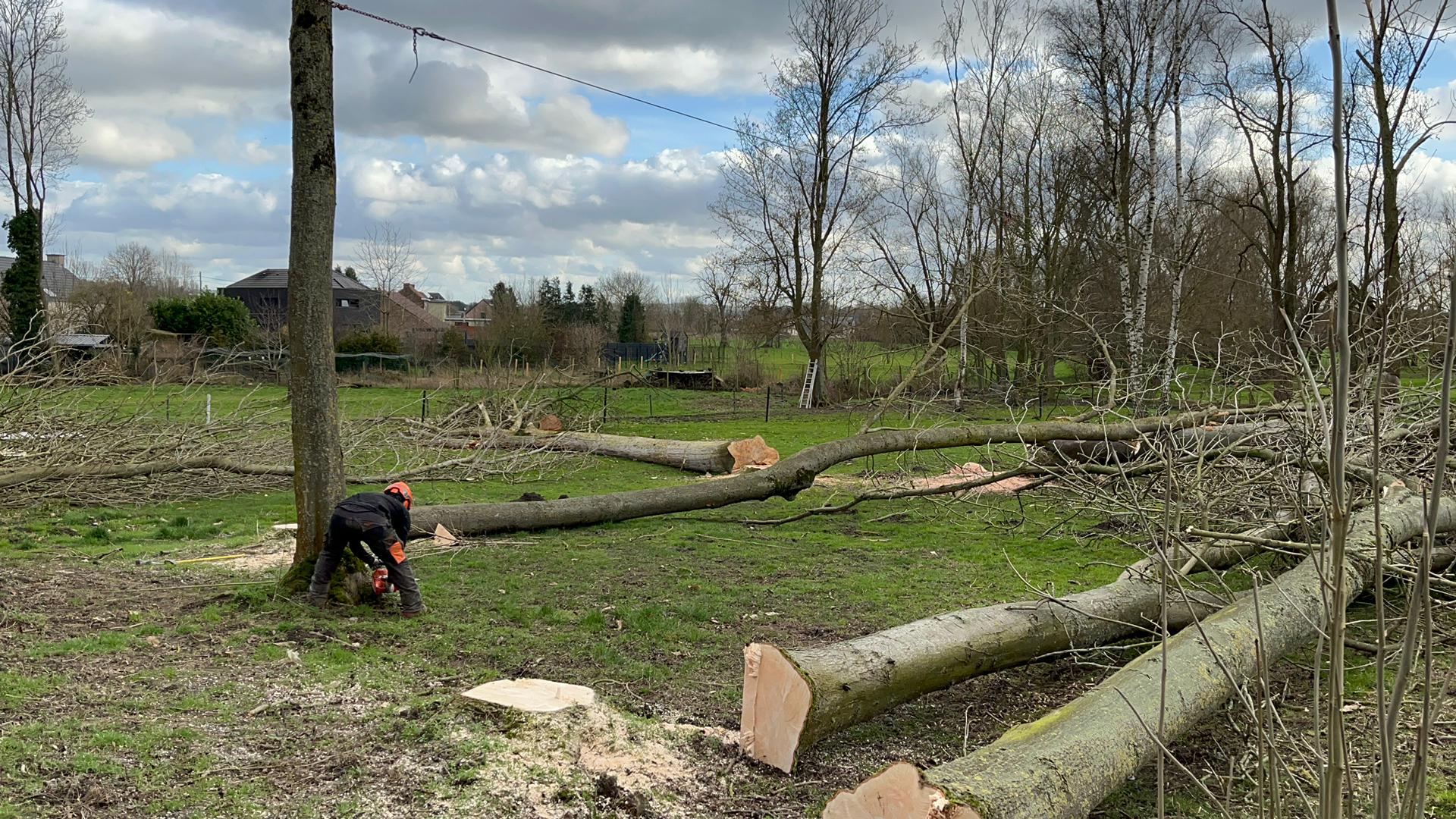Image d'un abattage d’arbres à l’aide d’un treuil forestier à Bray